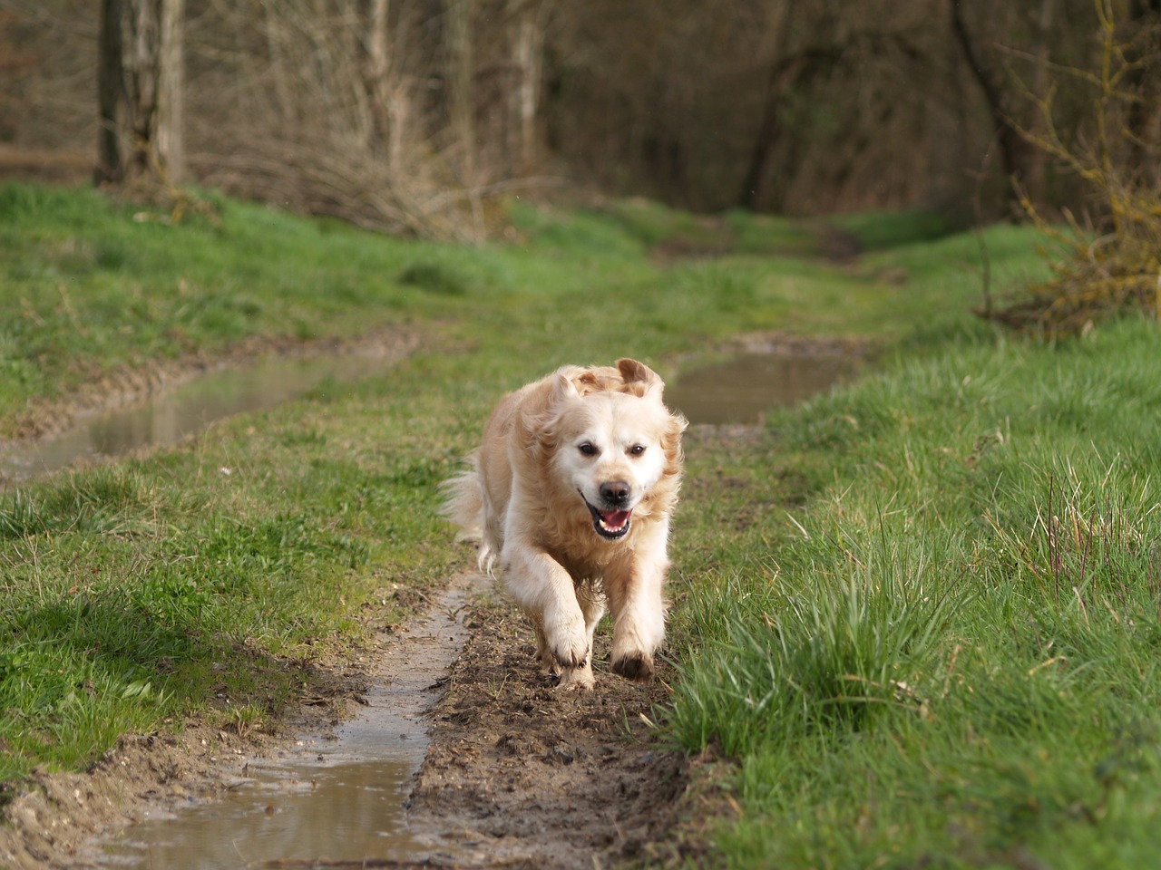 dog run green free photo