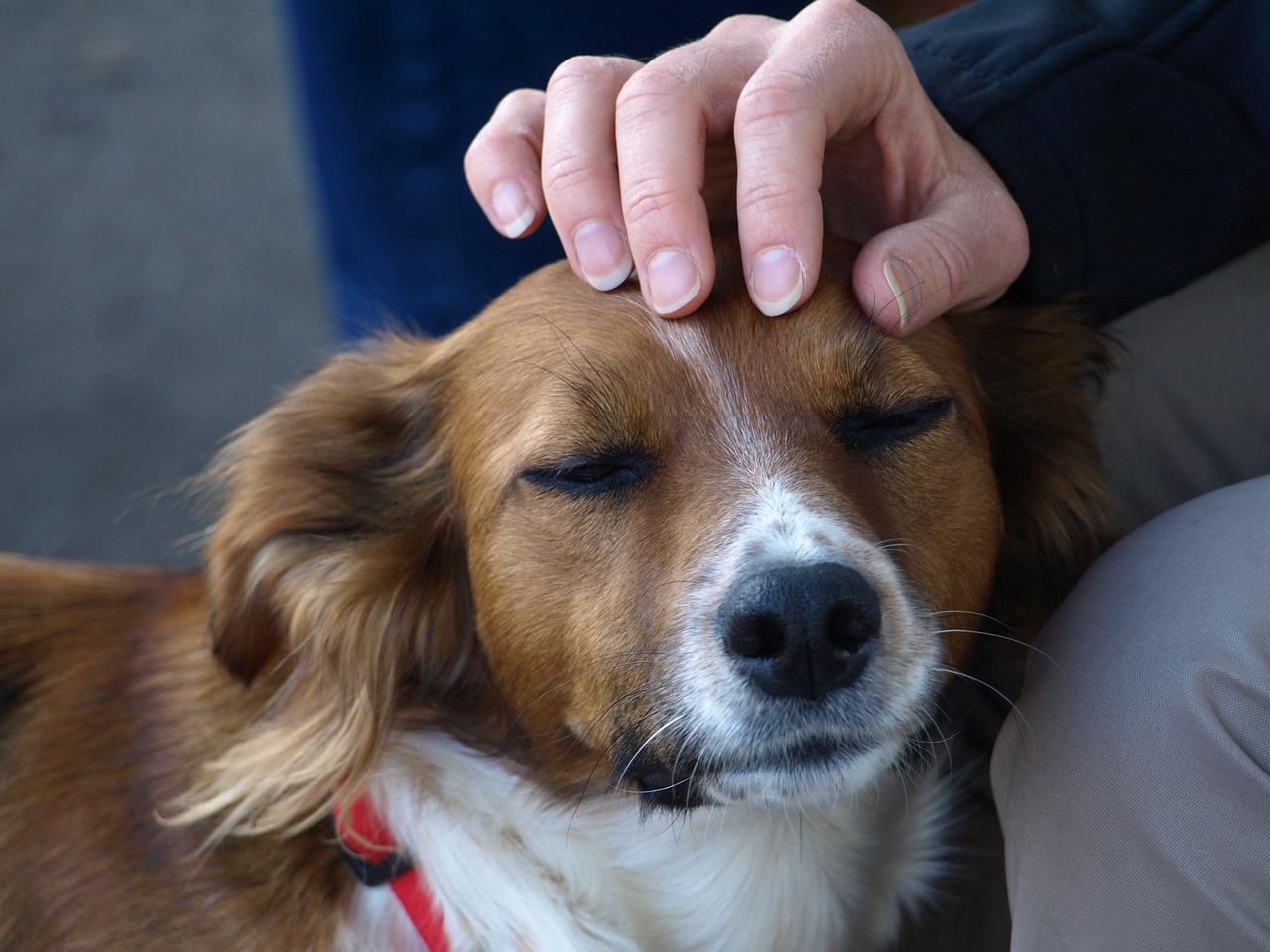 dog stroking love free photo