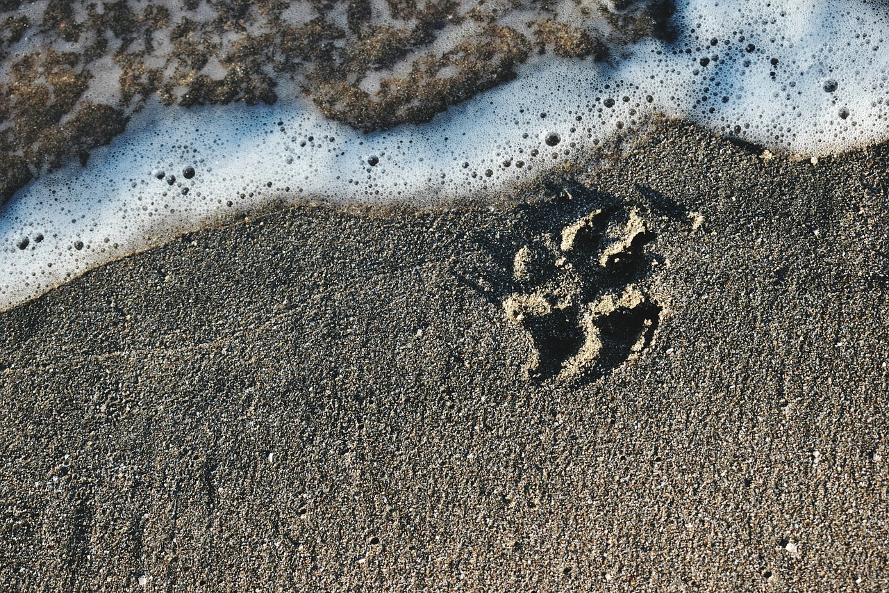 dog sea beach free photo