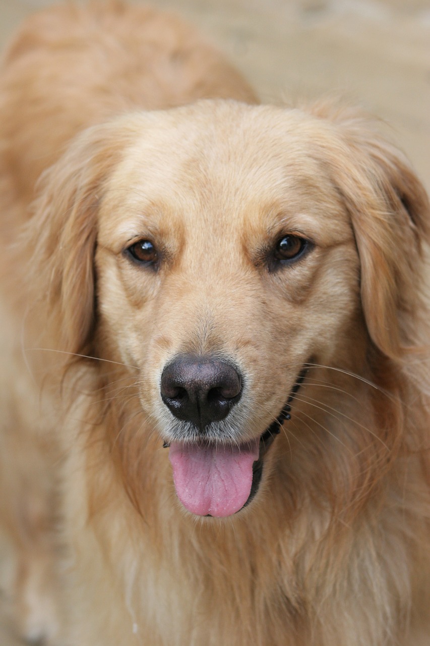 dog happy golden free photo