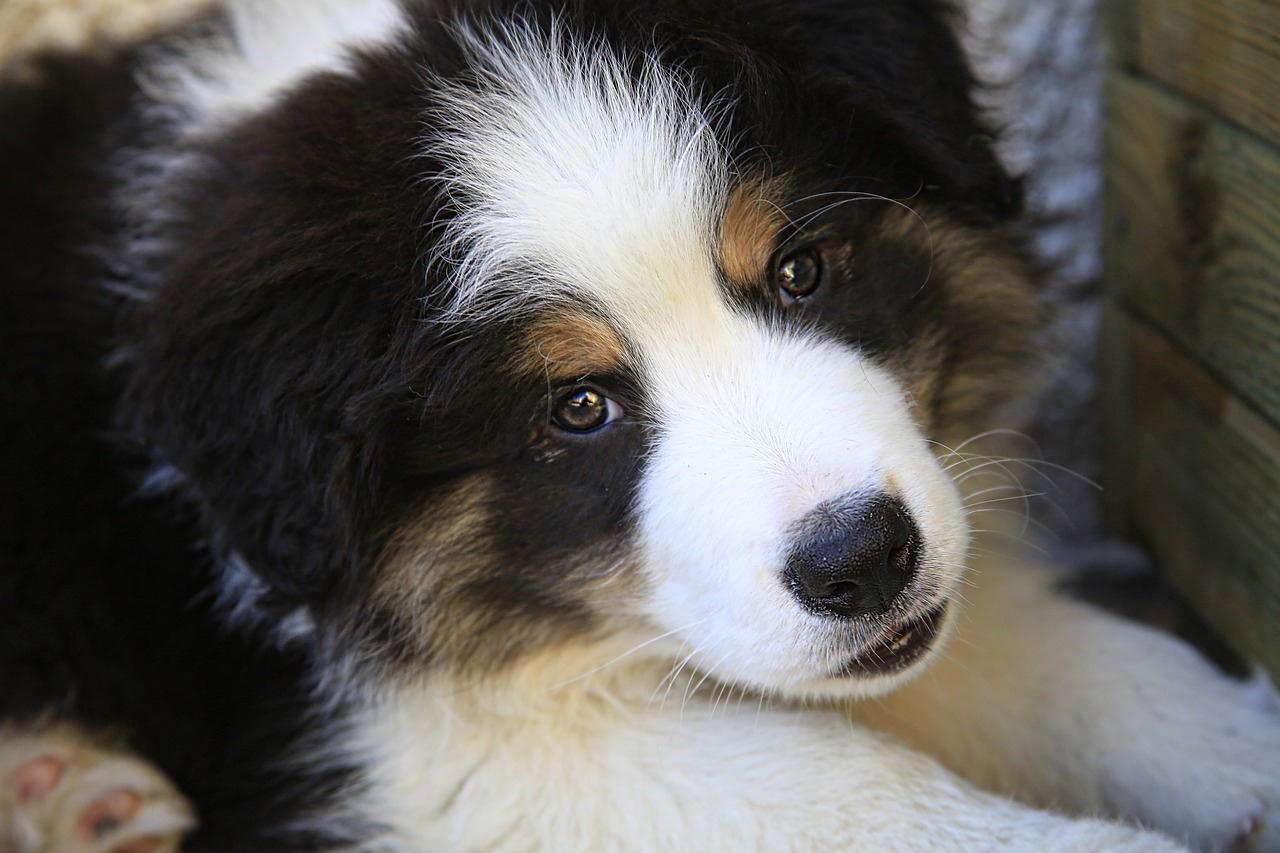 dog puppy border collie free photo