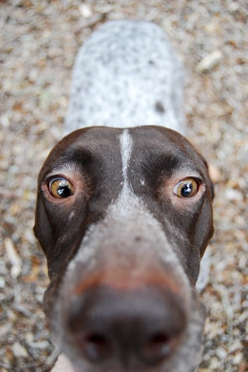 dog depth of field animal free photo