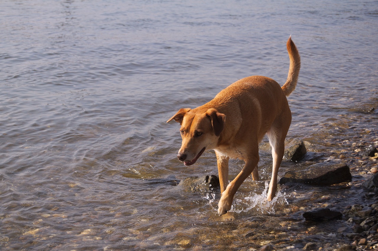 dog rhine water free photo