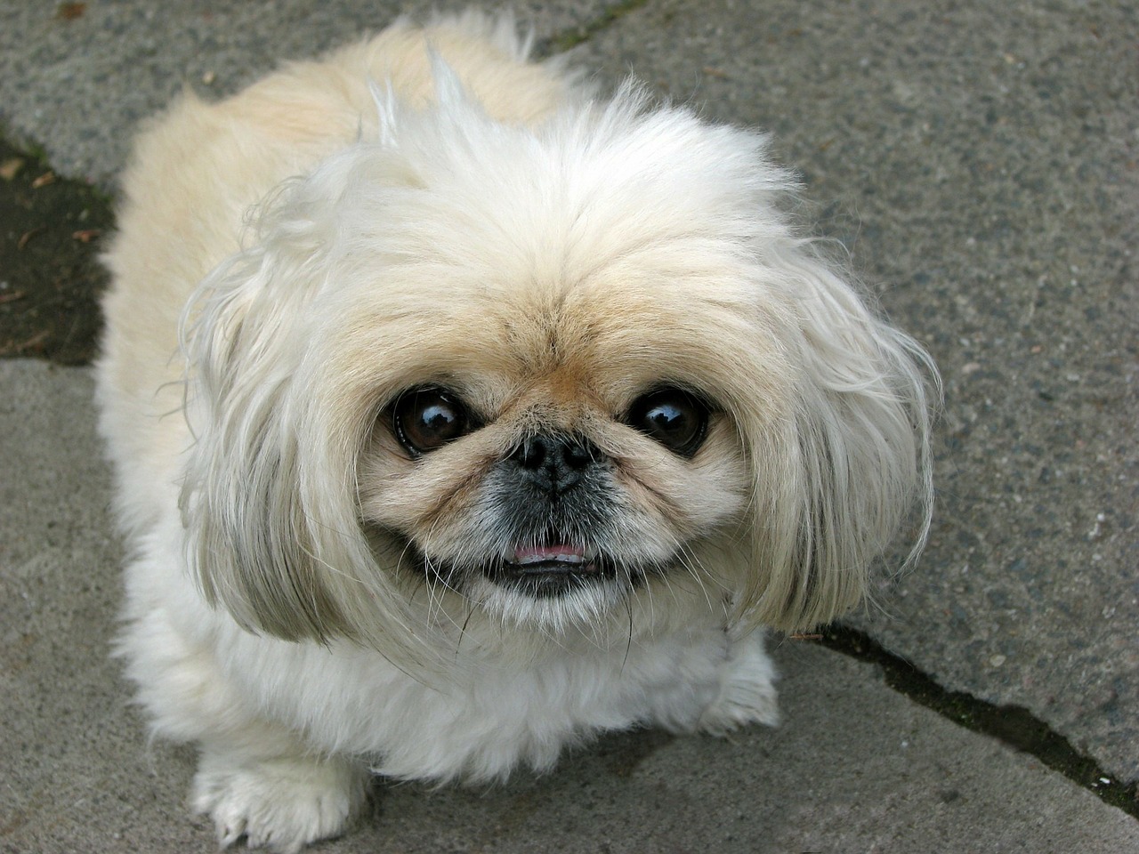 dog pekingese beautiful free photo