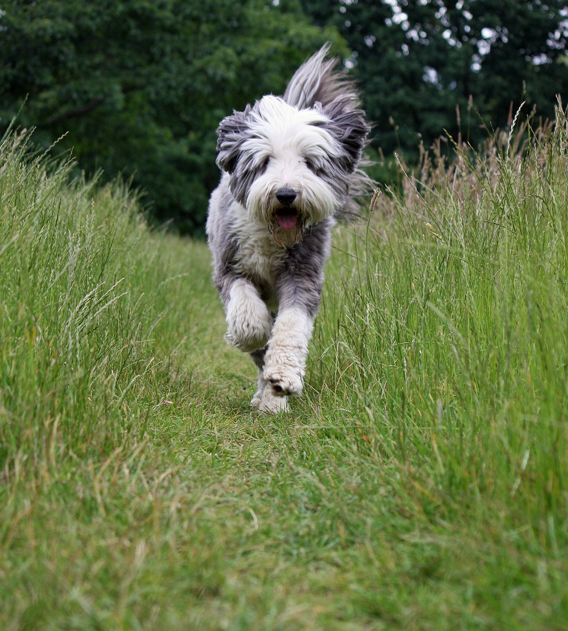 dog bearded collie collie free photo