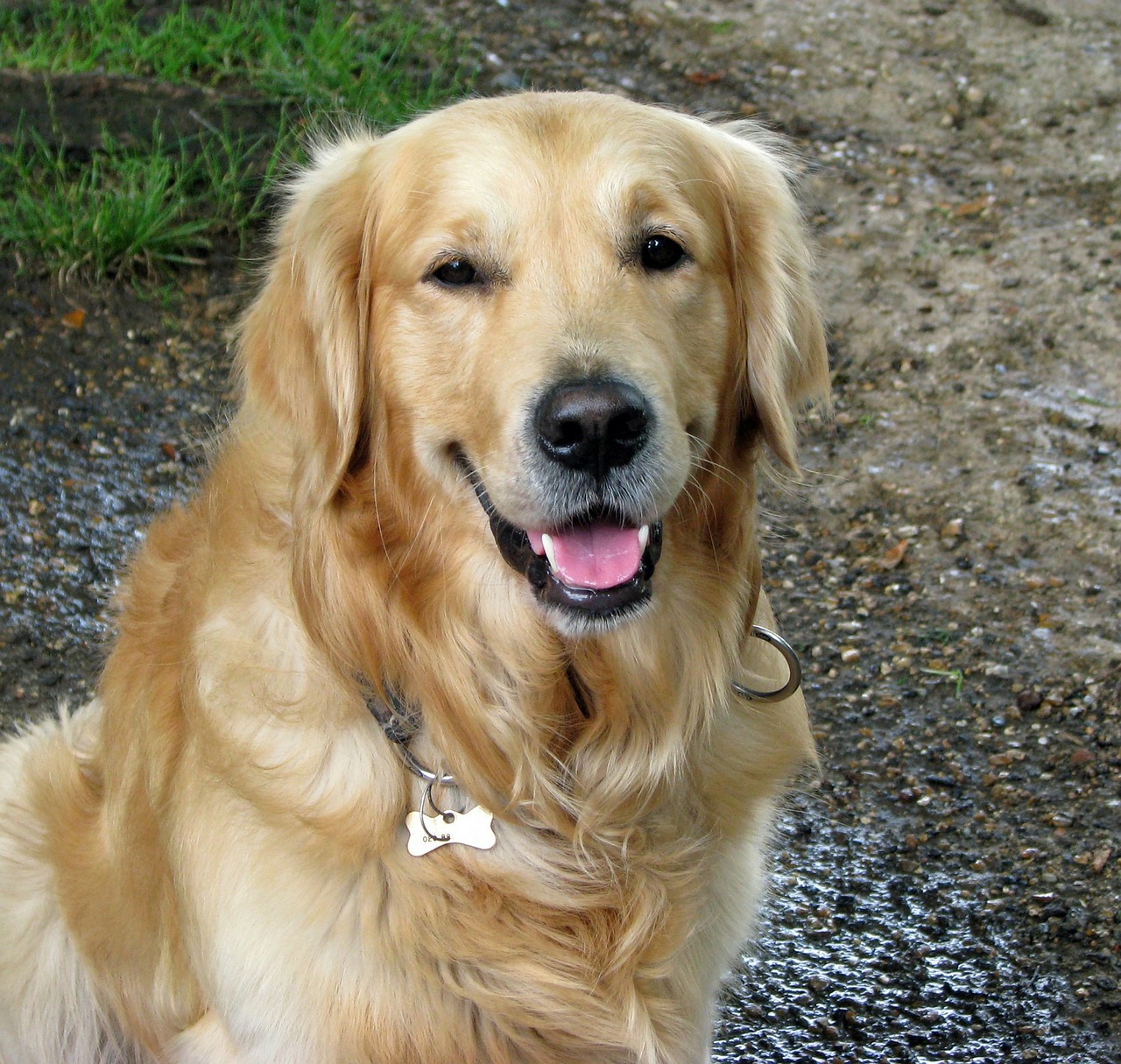 dog beautiful golden retriever free photo