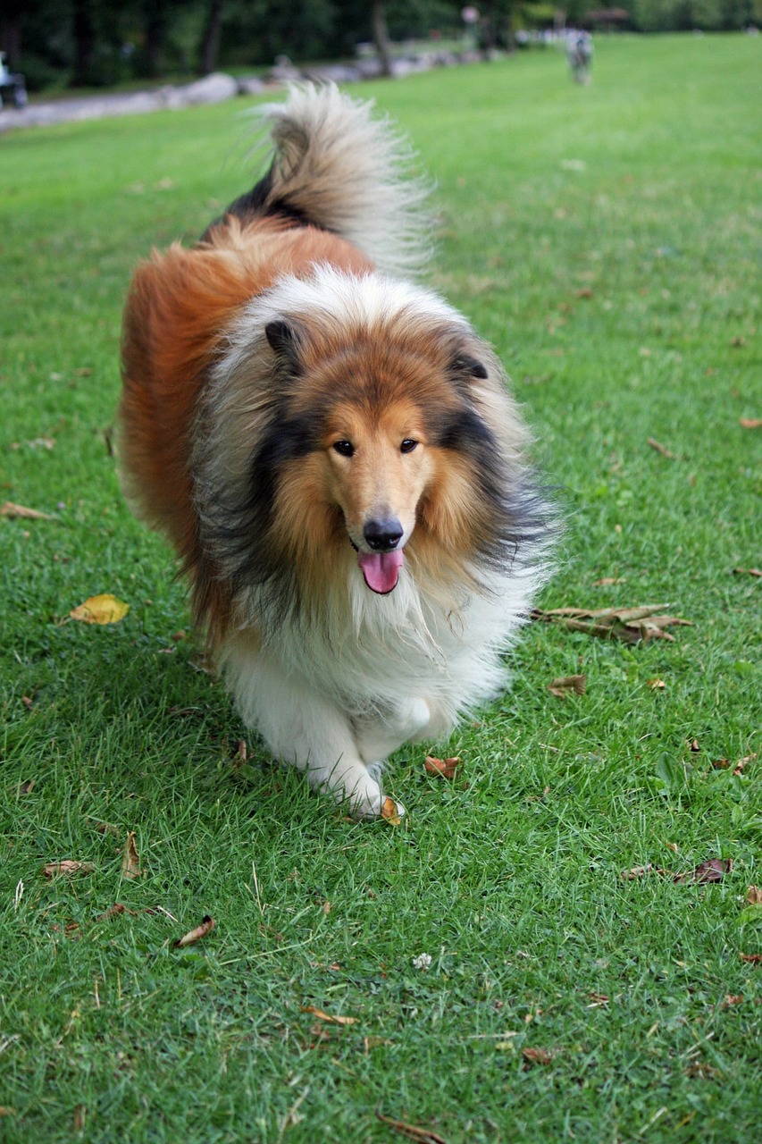 dog collie rough collie free photo