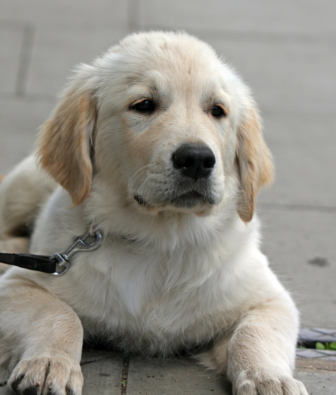 dog puppy golden retriever free photo