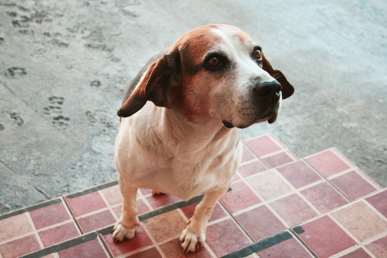 dog lines beagle free photo