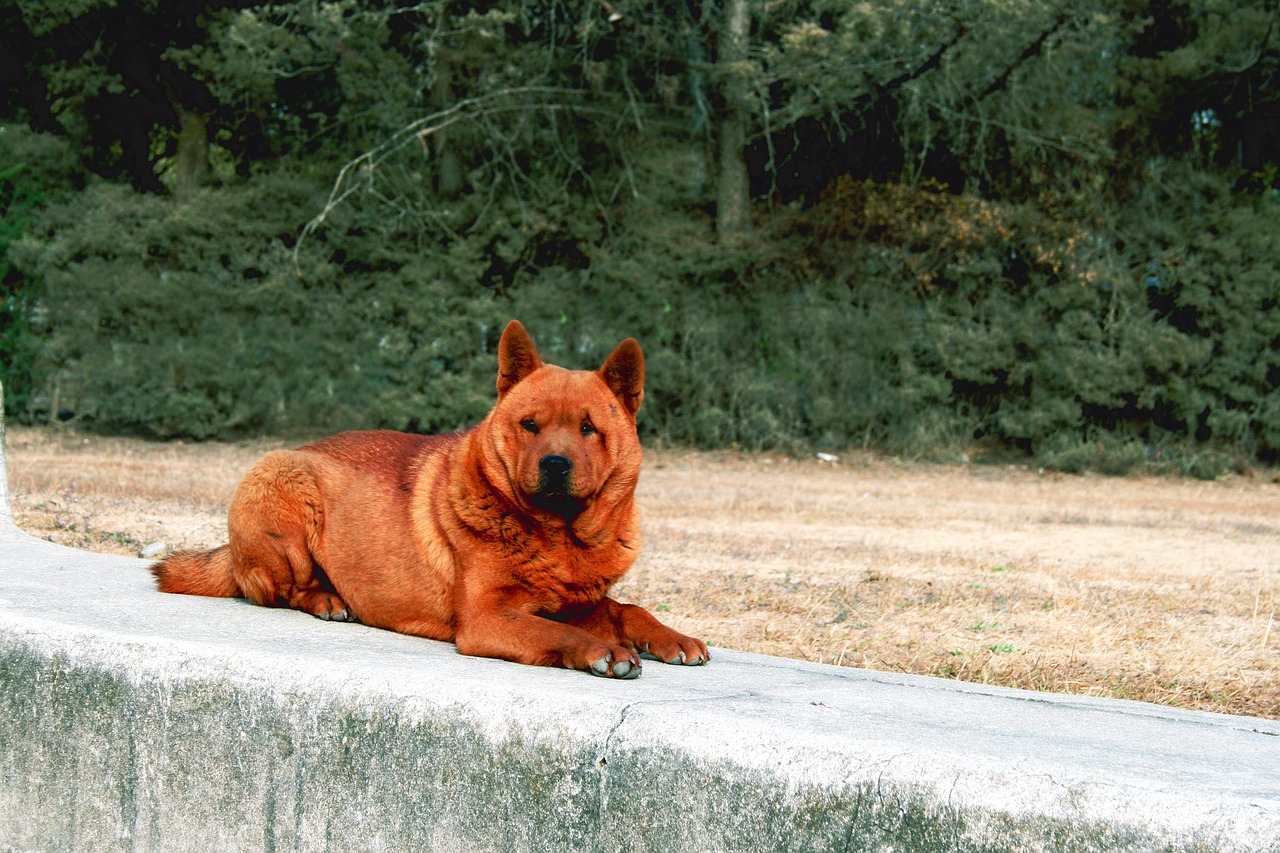 dog pavement ruins free photo