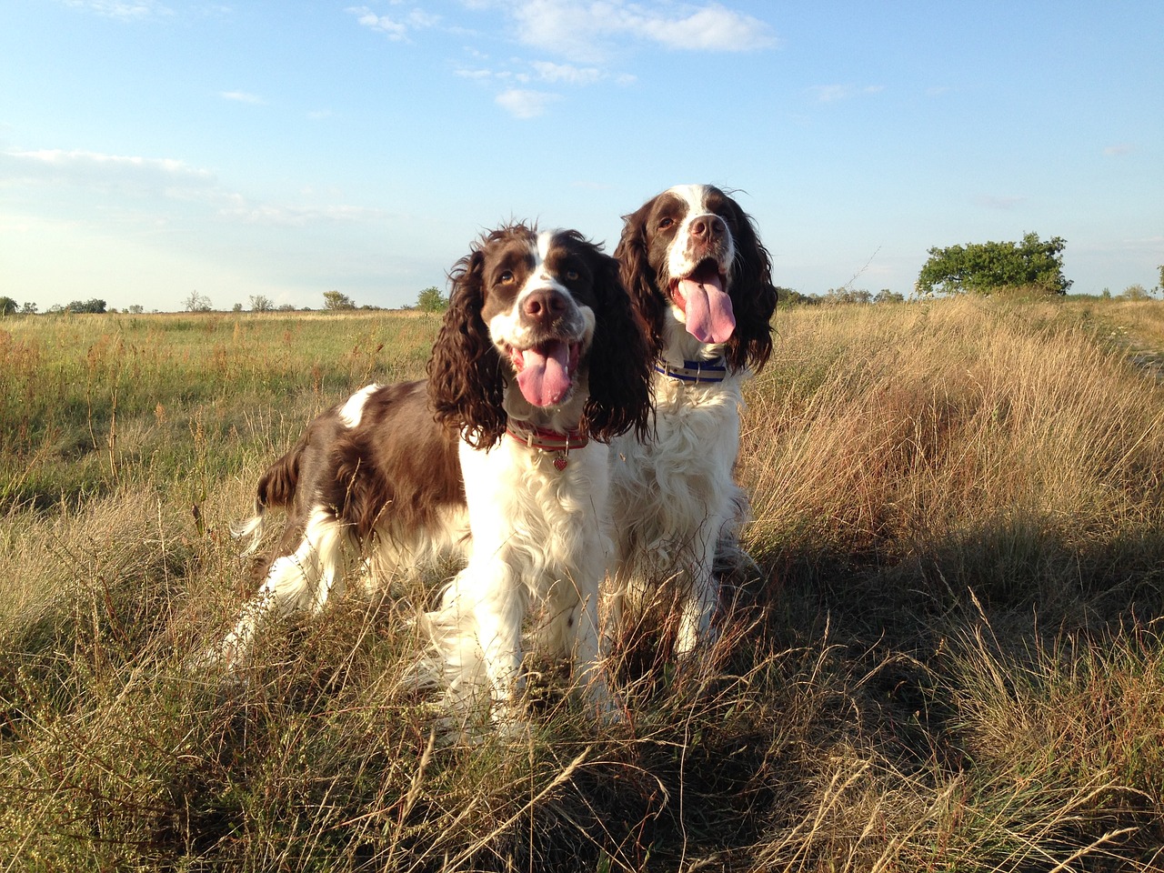 dog pet wildlife photography free photo