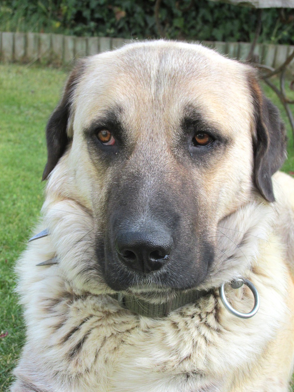 dog kangal nature free photo