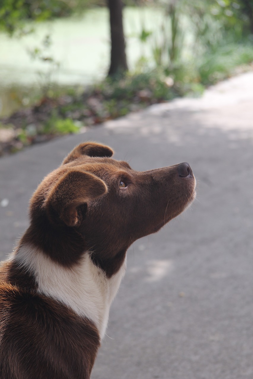 dog look silhouette free photo