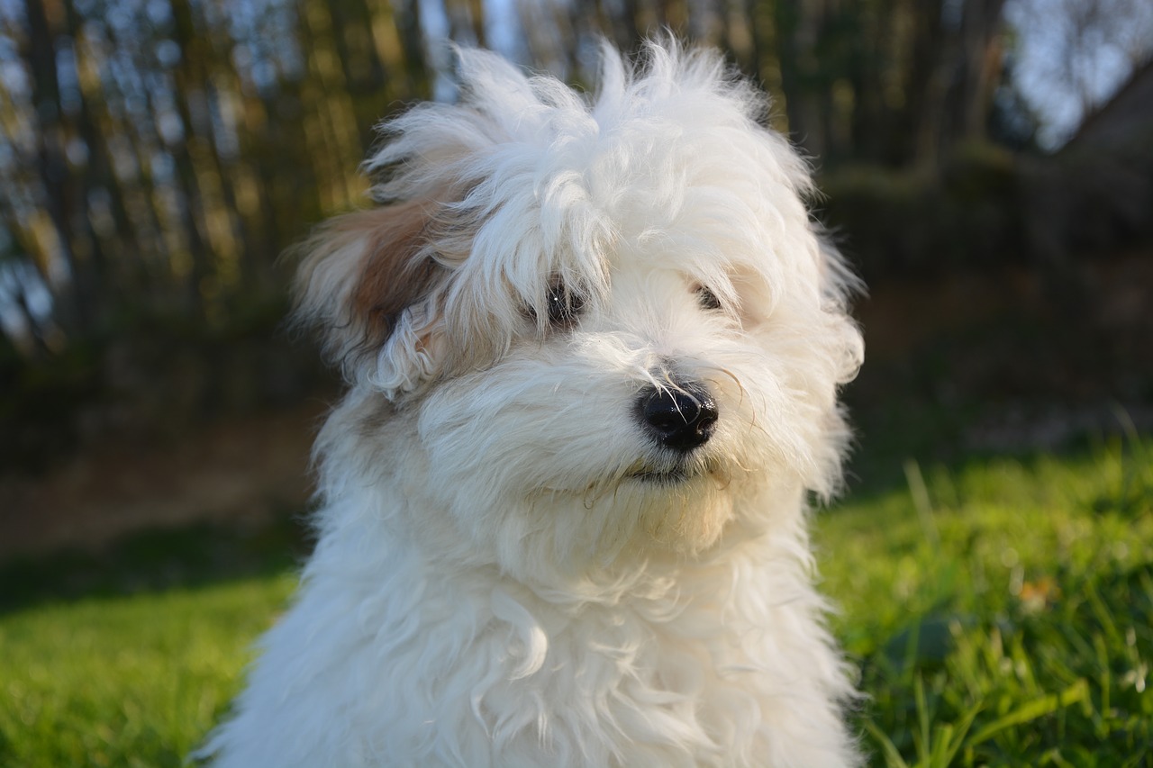 dog puppy cotton tulear free photo