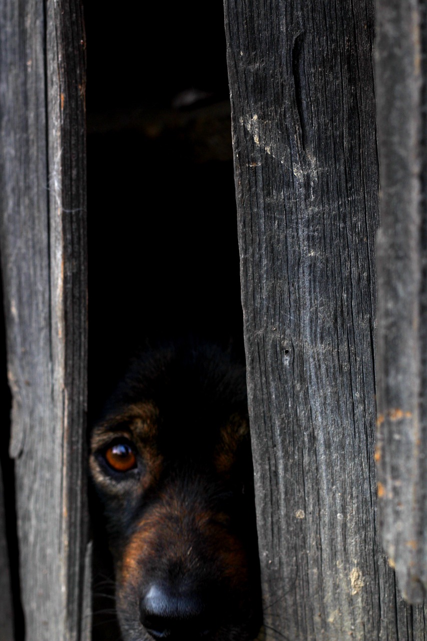 dog scared dog animal free photo