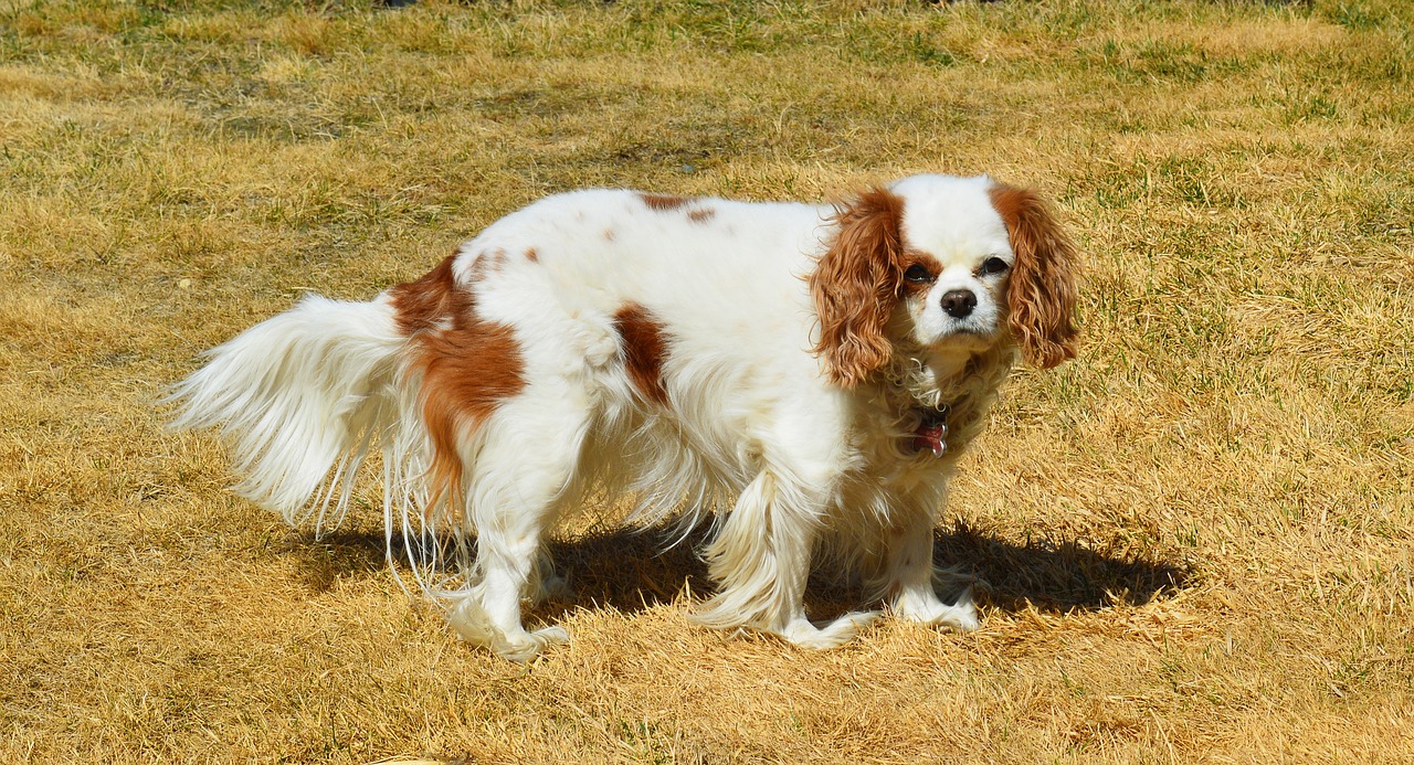 dog cavalier king charles spaniel free photo