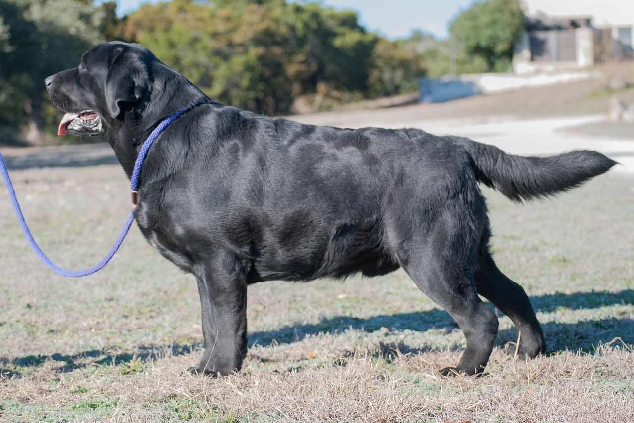 dog labrador retriever black lab free photo