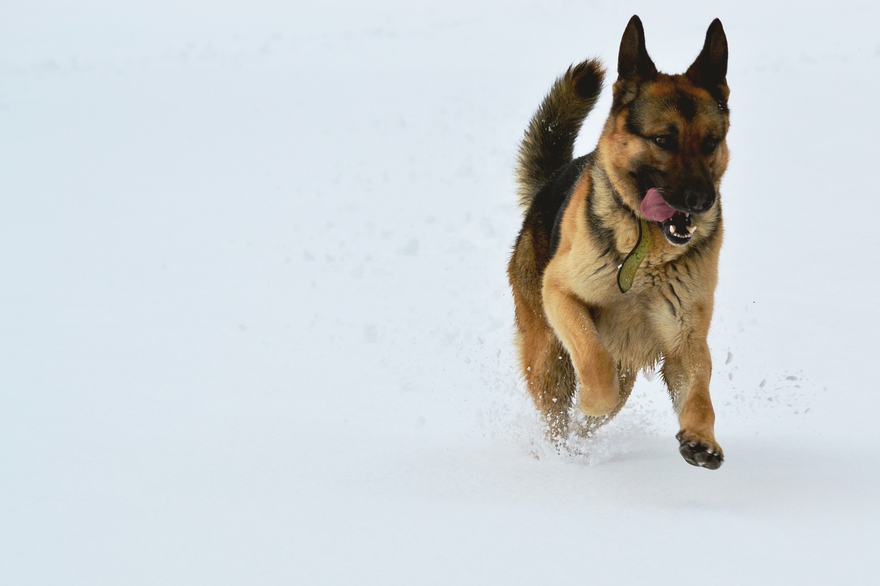 dog snow run free photo