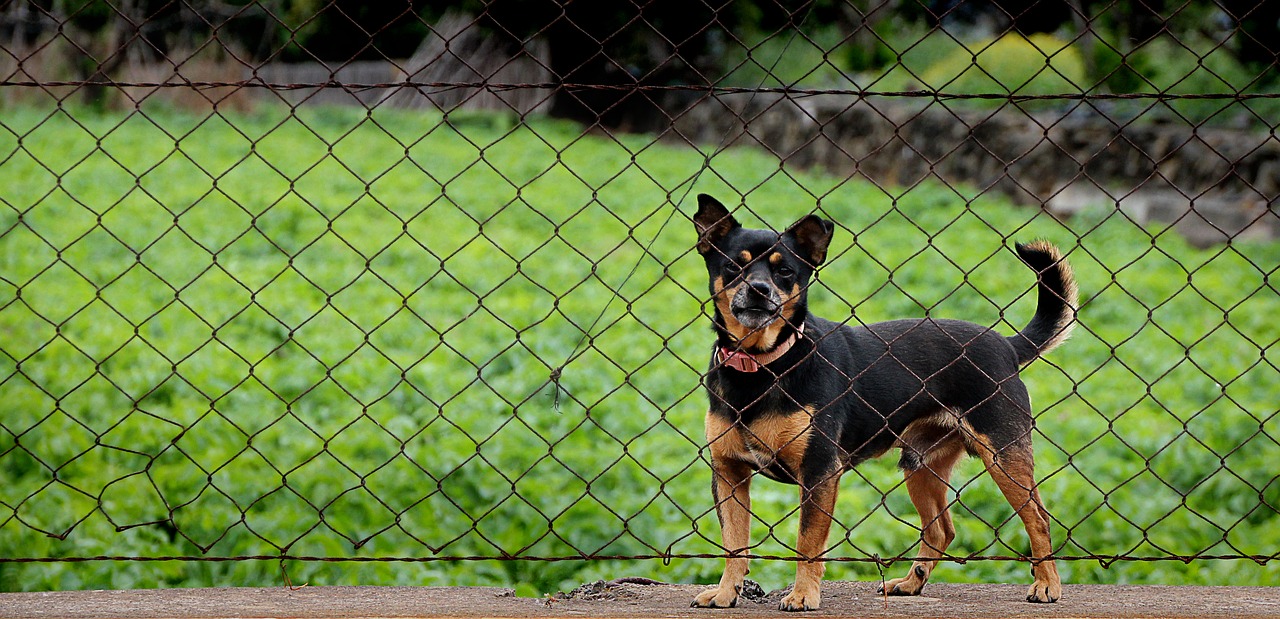 dog imprisoned guard free photo