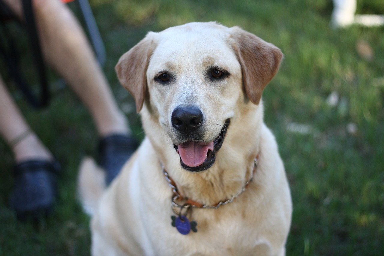 dog pets labrador free photo