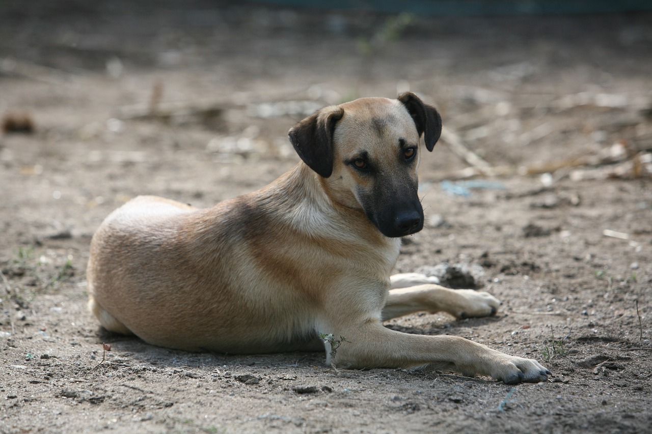 dog animal portuguese dog free photo