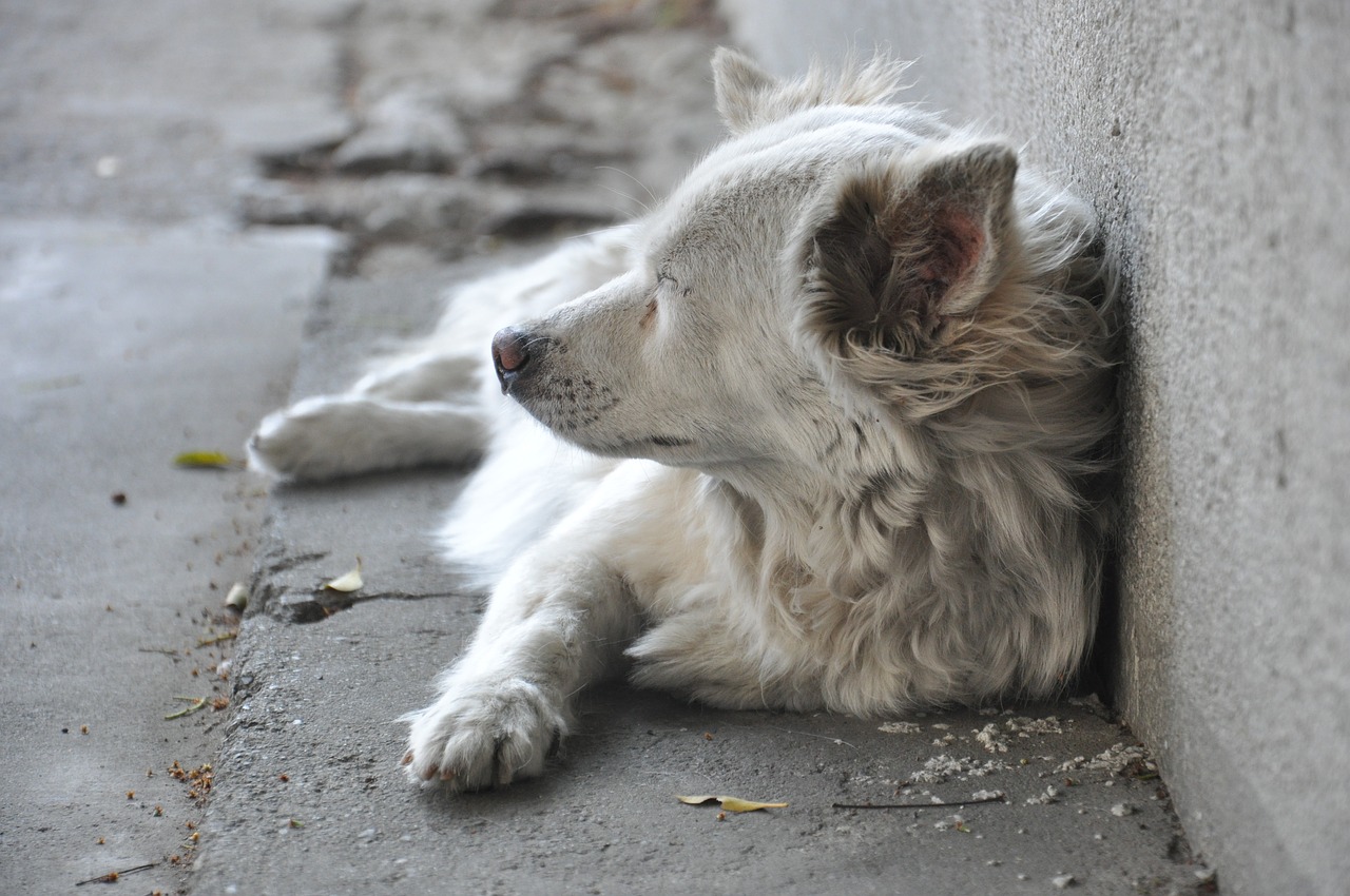 dog gray melancholy free photo