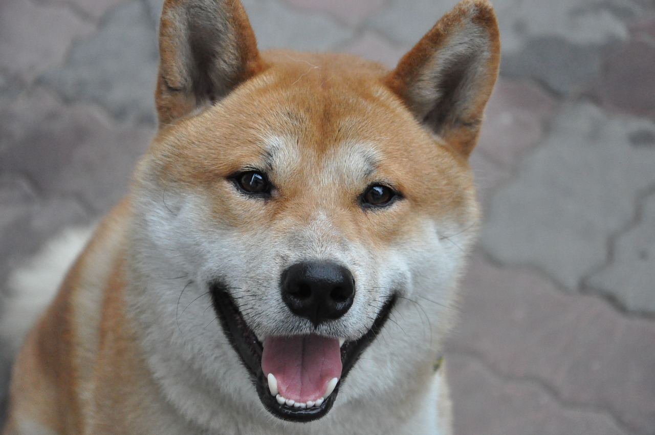 dog shiba inu smile free photo