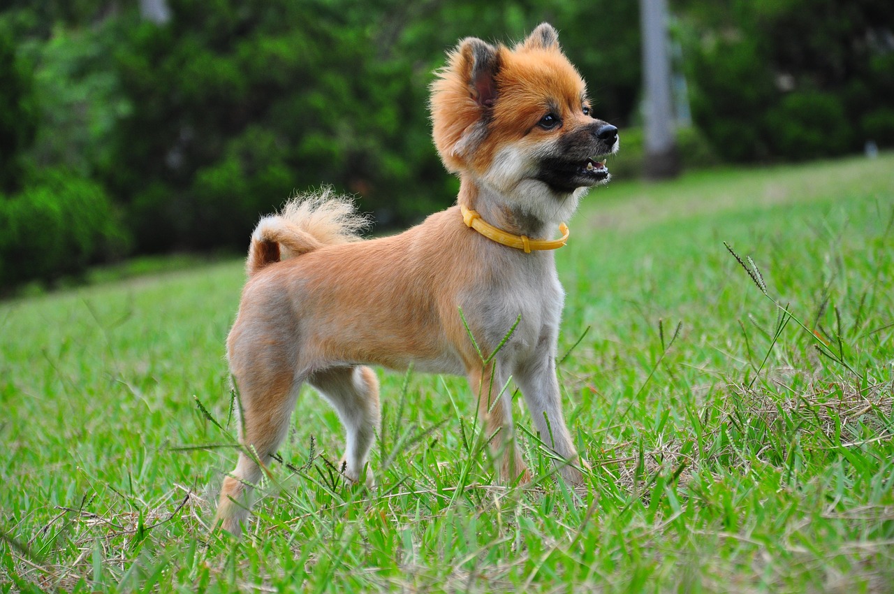 dog chihuahua standing free photo