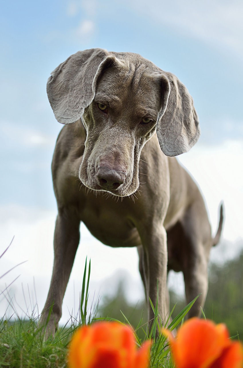 dog weimaraner standing dog free photo