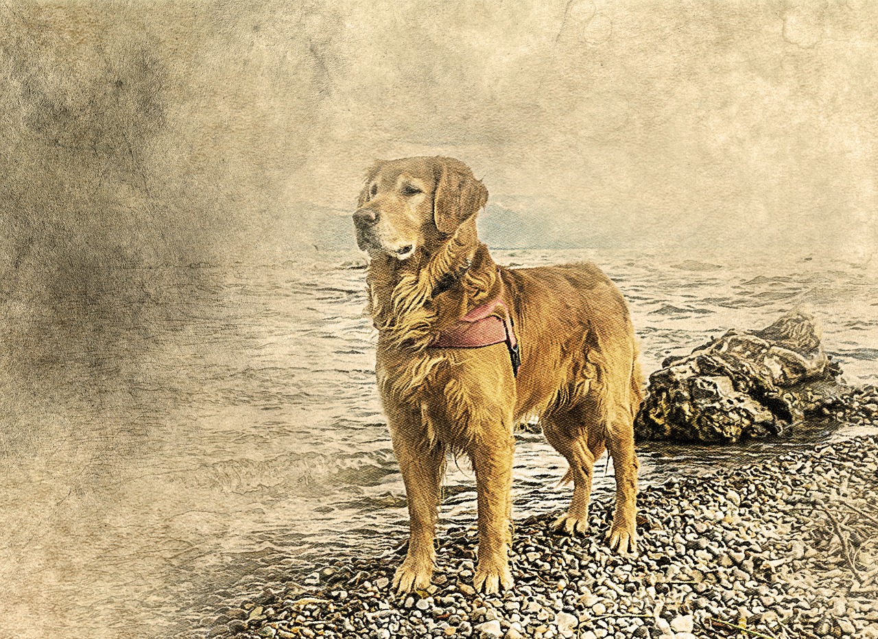 dog golden retriever art free photo