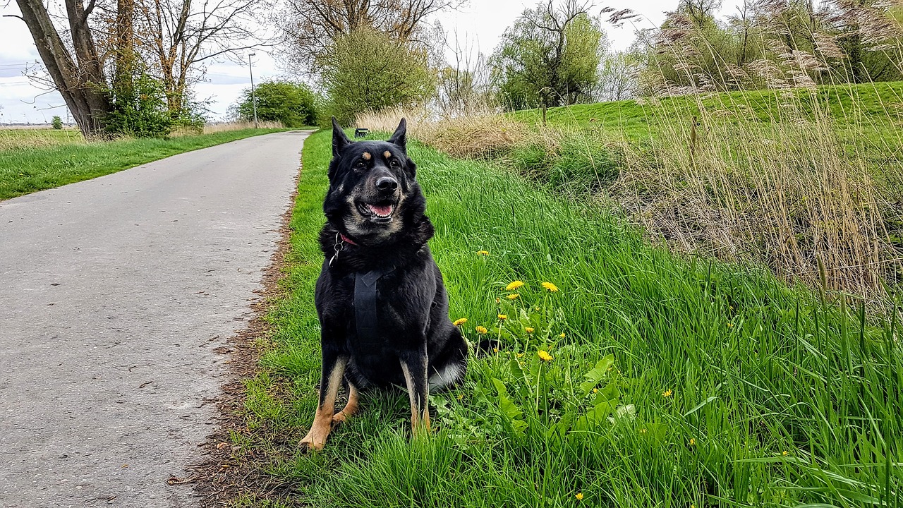 dog leer ostfriesland holiday free photo