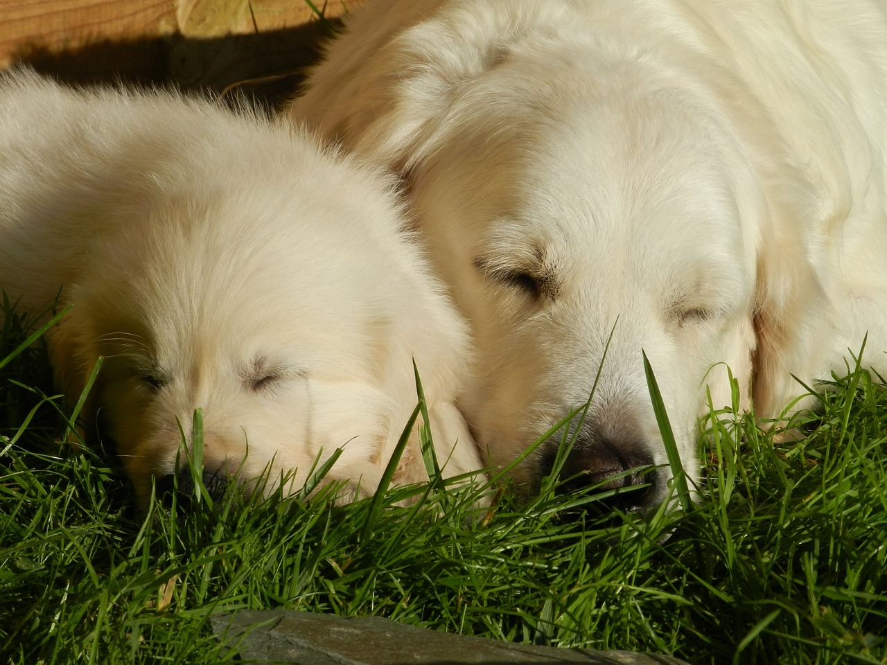 dog puppy golden retriever free photo