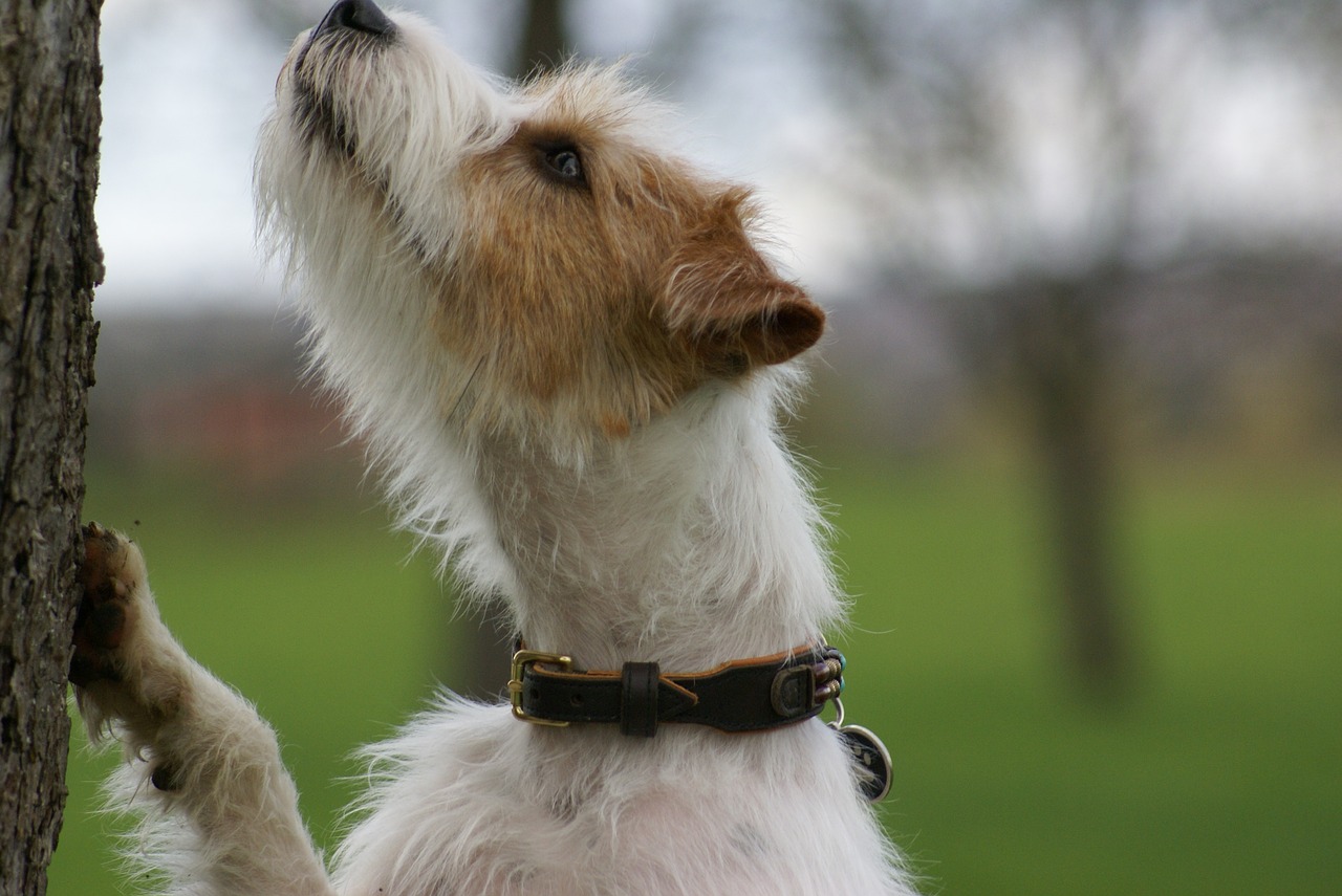 dog parson russell terrier domestic dog free photo