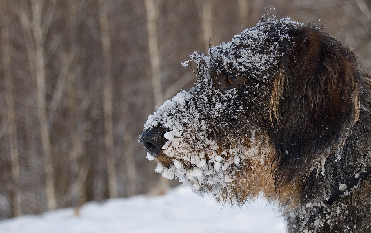 dog winter dachshund in winter free photo