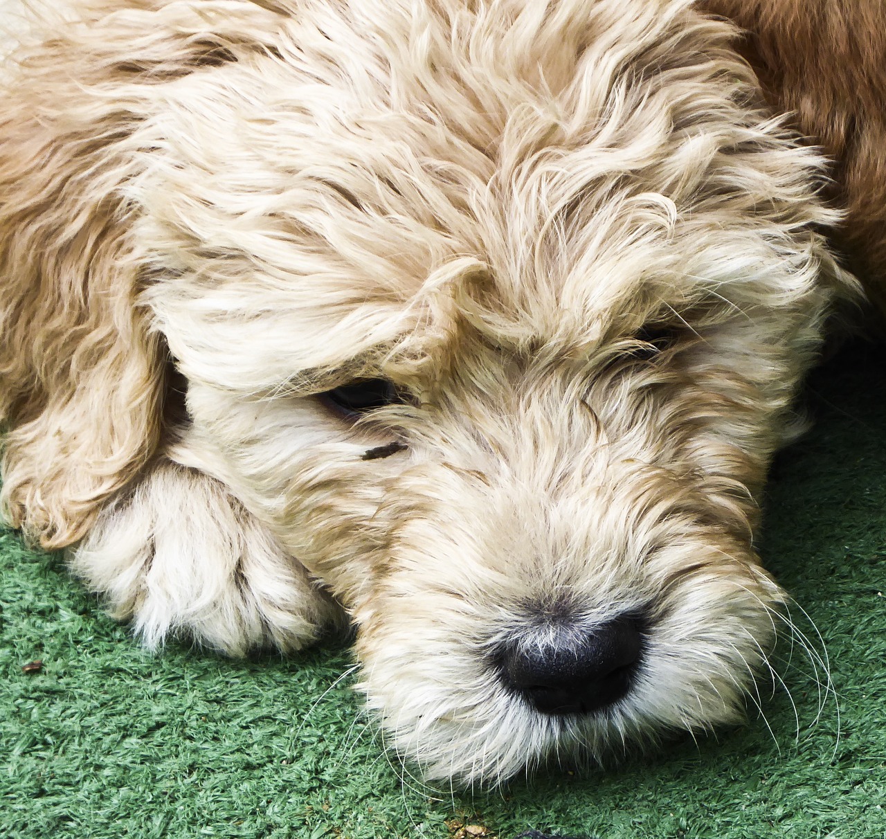 dog puppy golden doodle free photo