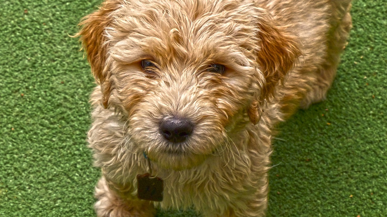 dog puppy golden doodle free photo