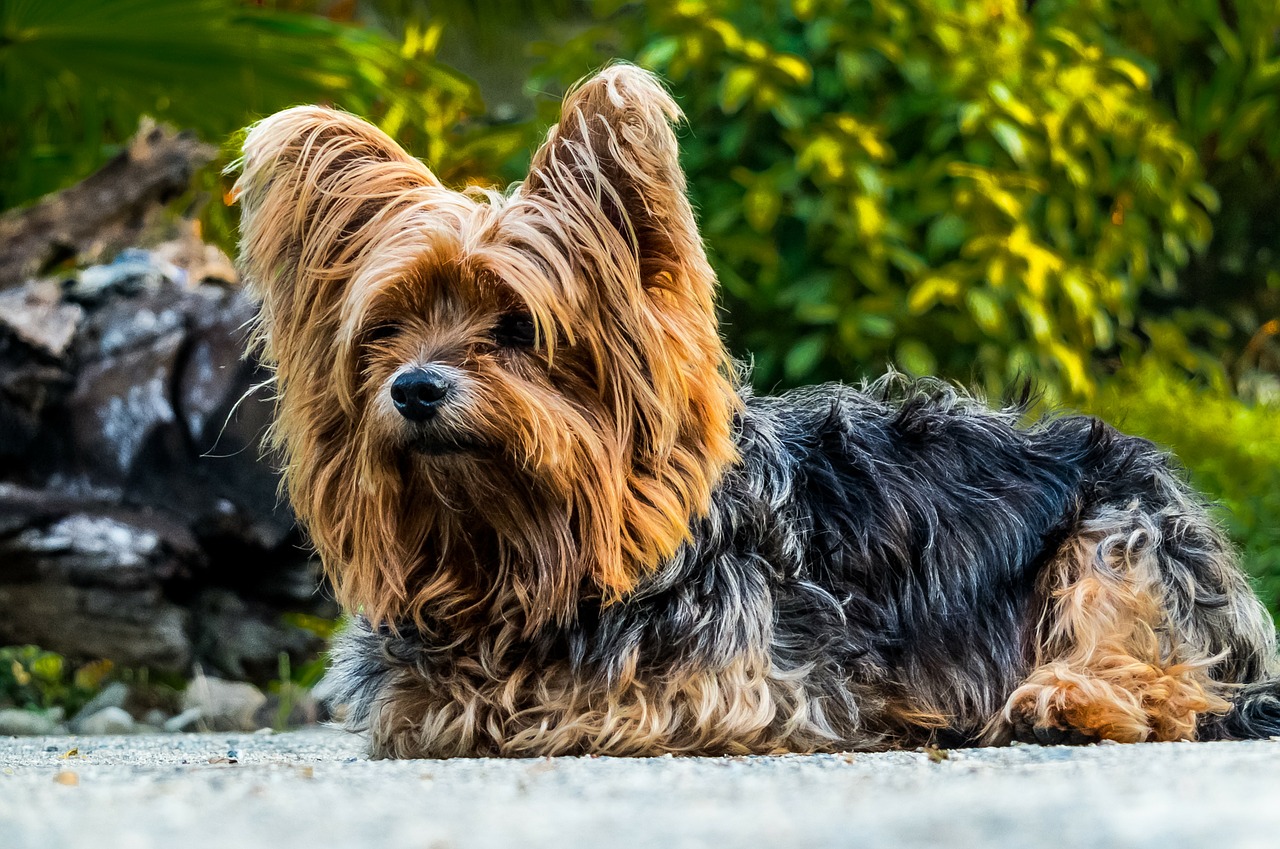 dog yorkshire terrier small dog free photo