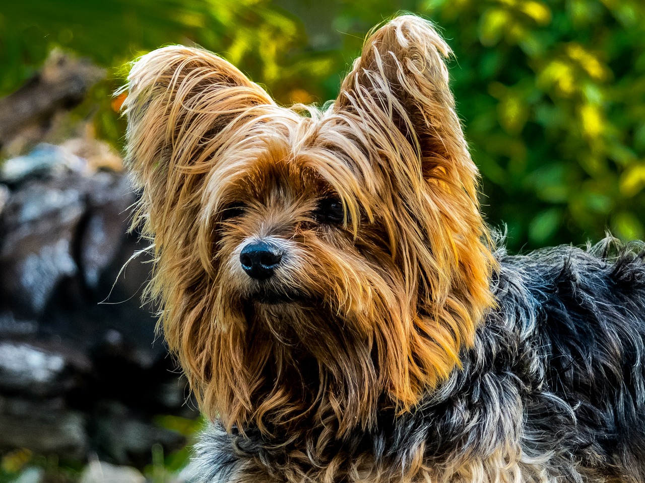 dog yorkshire terrier small dog free photo
