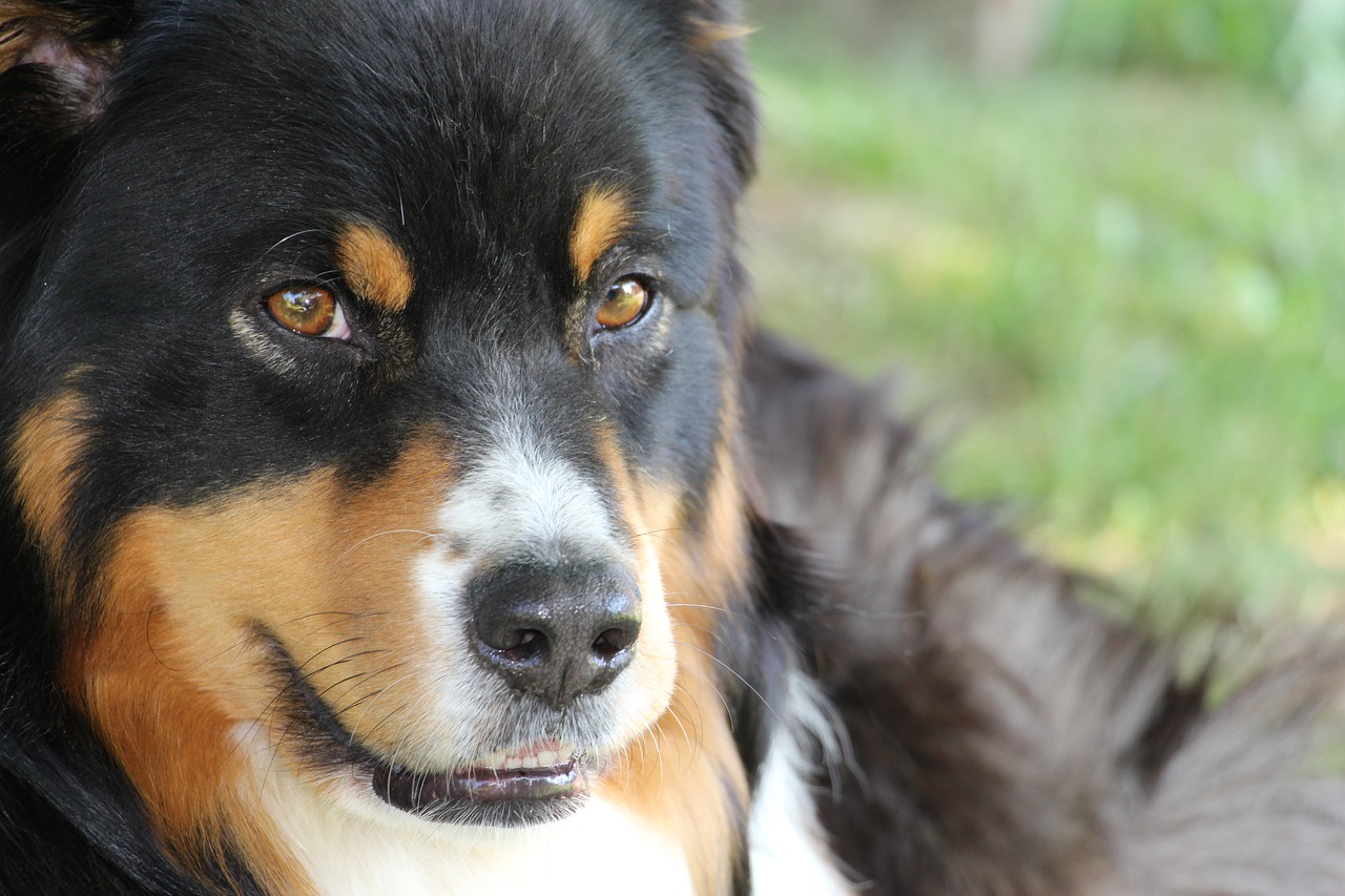 dog face australian shepard free photo