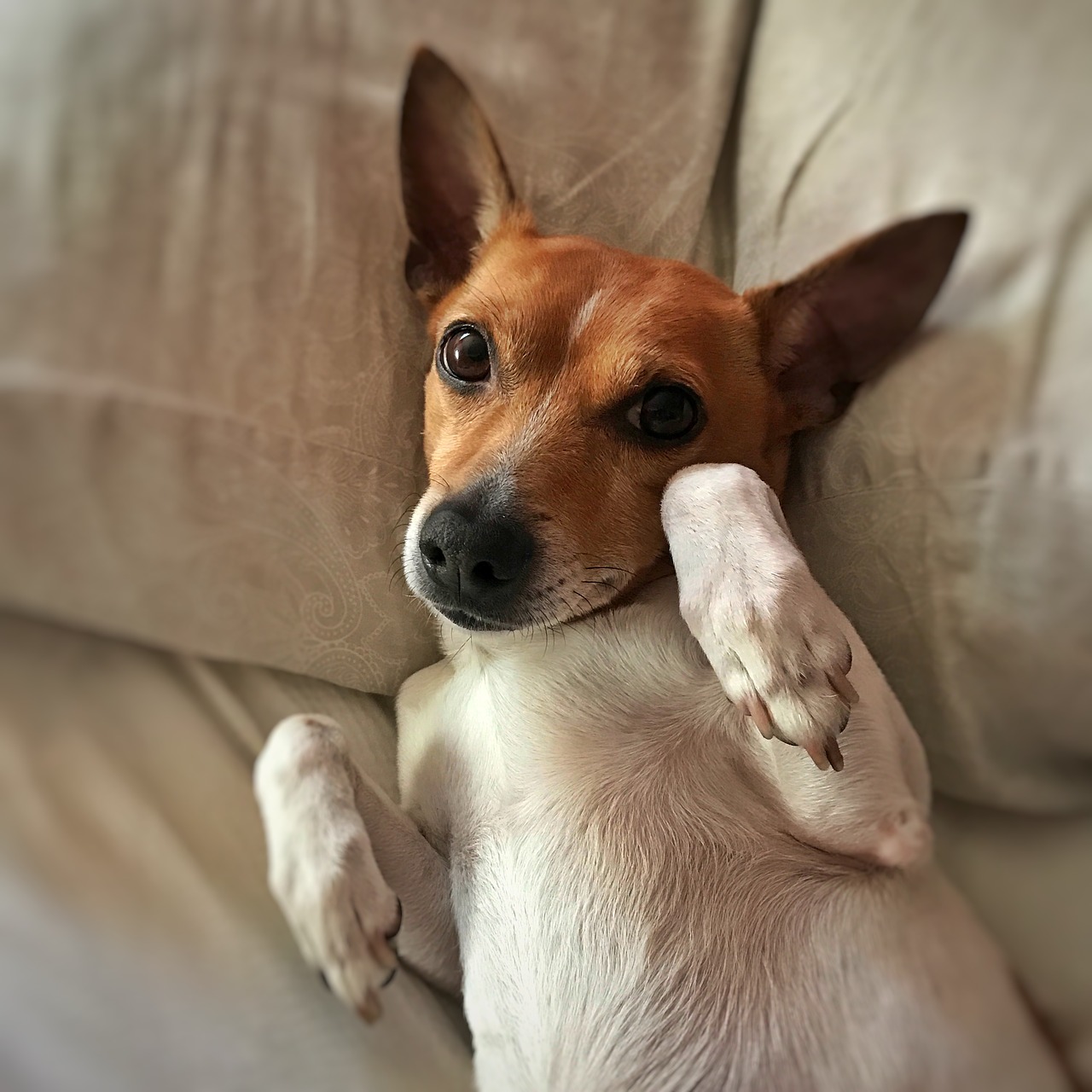 dog cute jack russell free photo