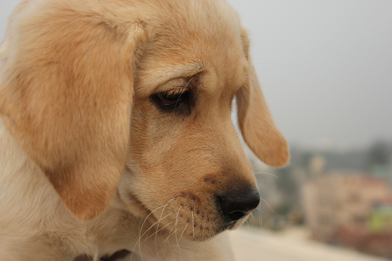 dog looking silent free photo