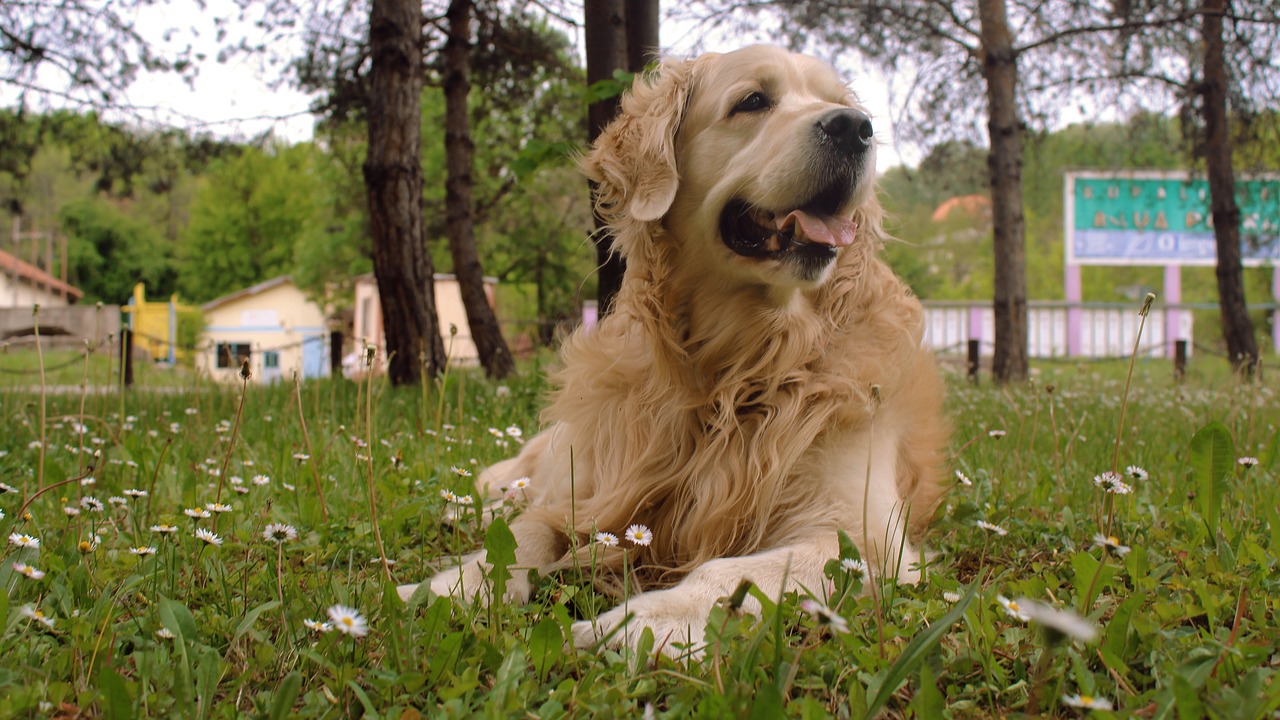 dog golden golden retriever free photo