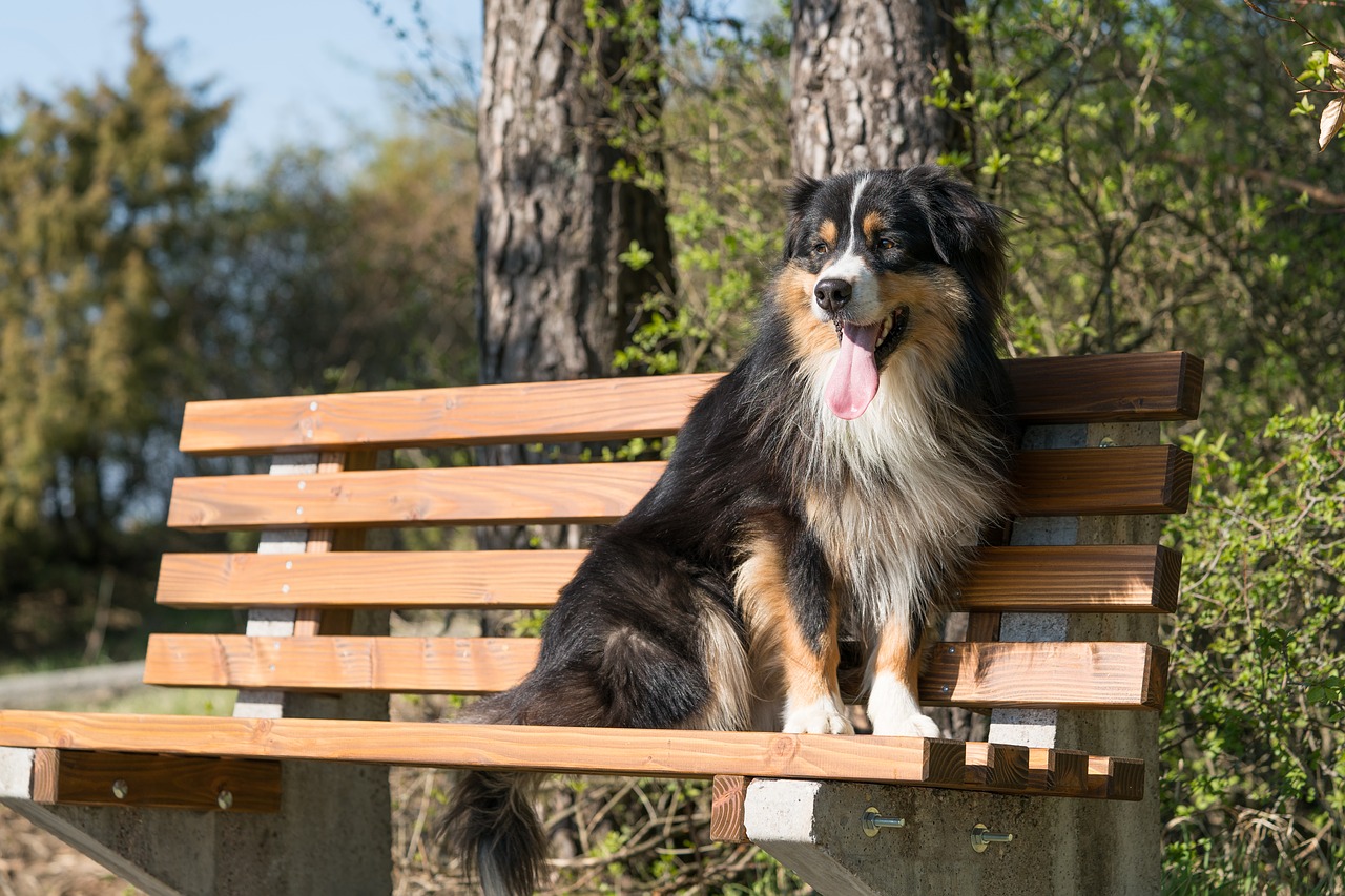 dog happy wait free photo