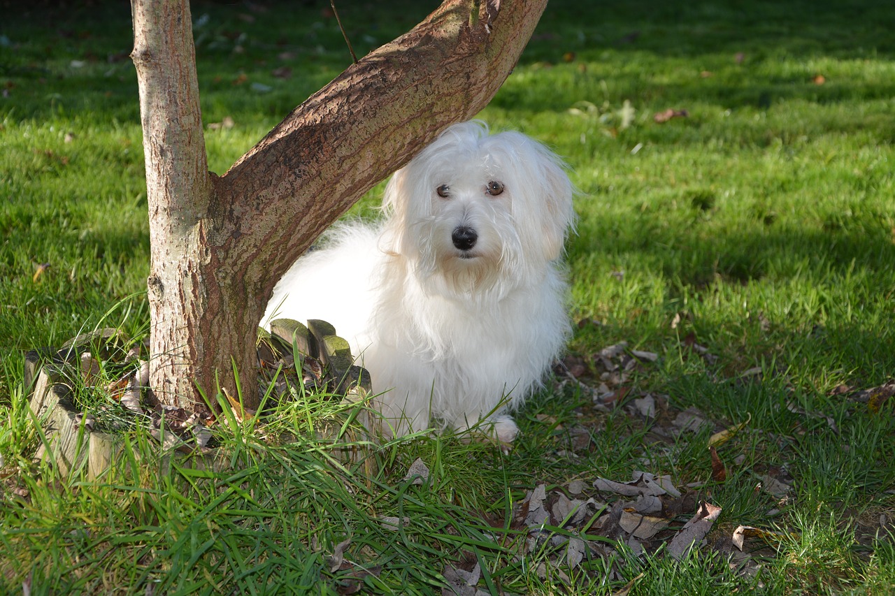 dog cotton tulear adult free photo