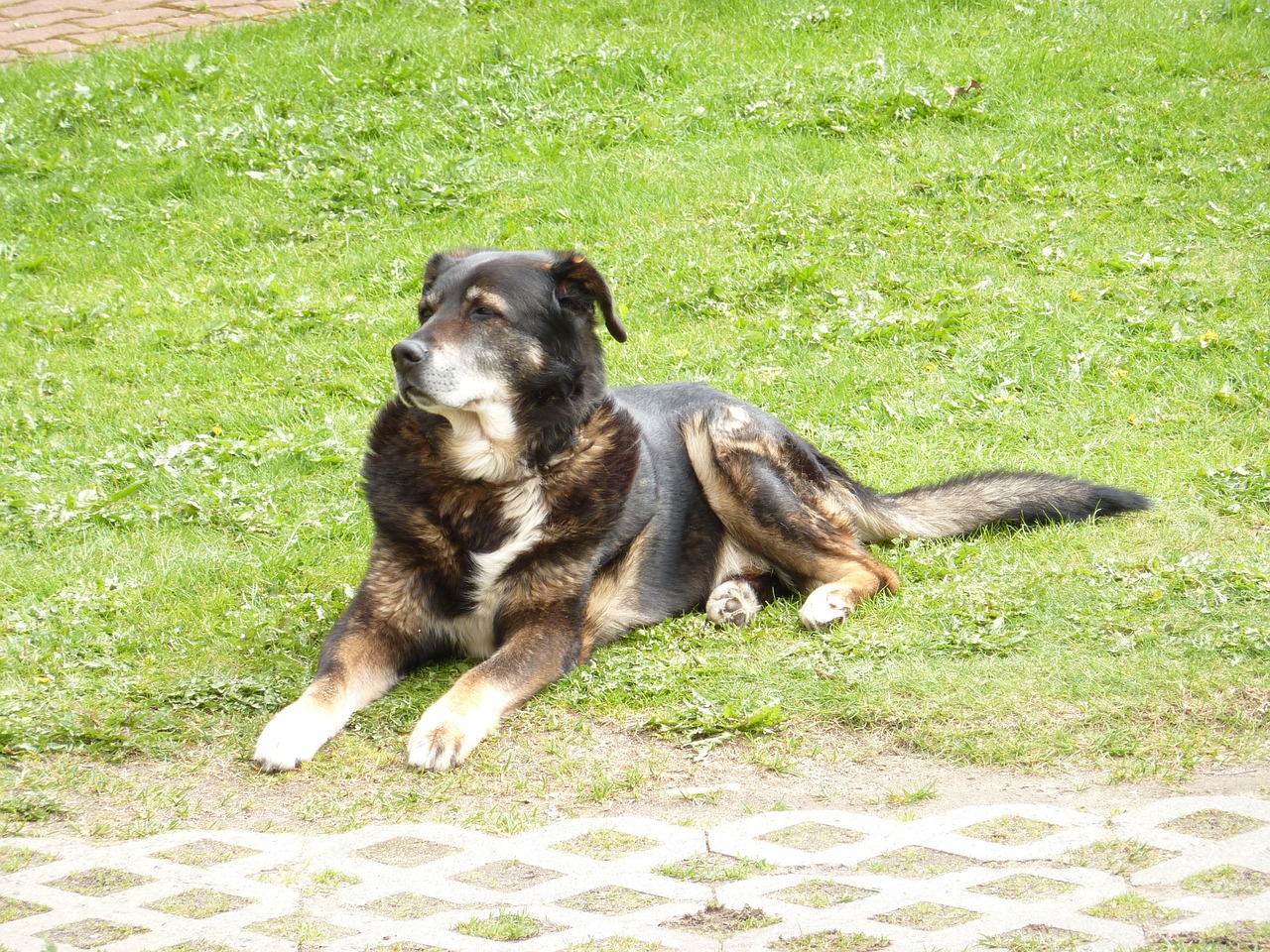 dog bernese mountain free photo