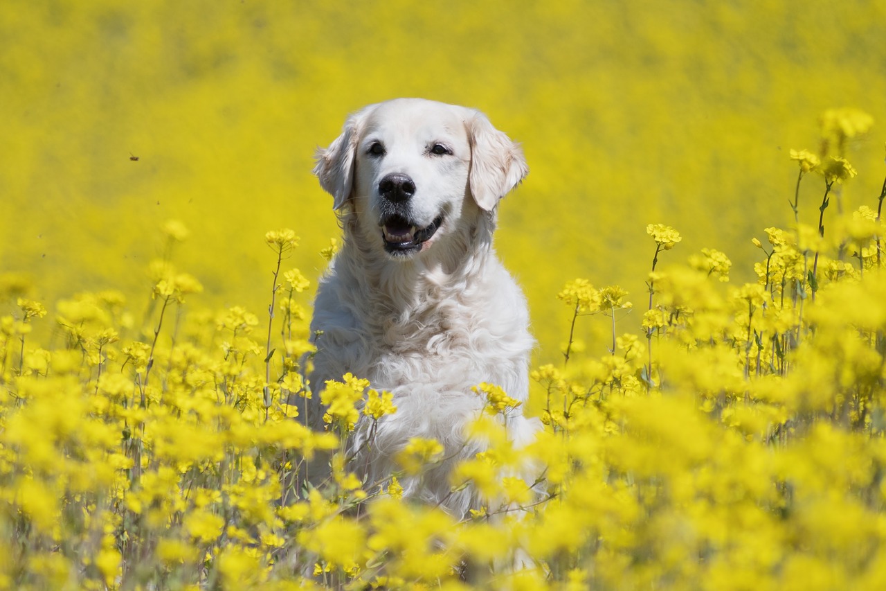 dog golden retriever ttierportrait free photo