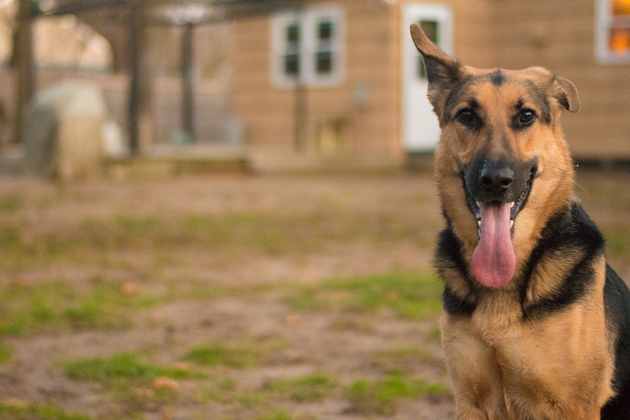 dog german shepard backyard free photo