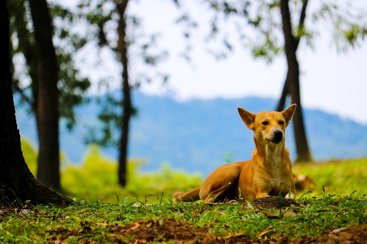 dog pretty dog cute free photo