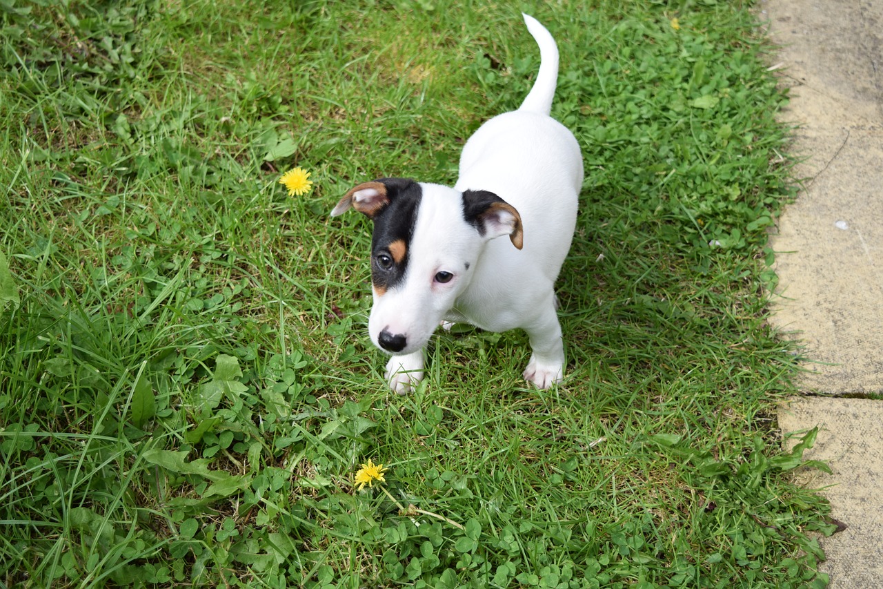 dog jack russell terrier puppy free photo