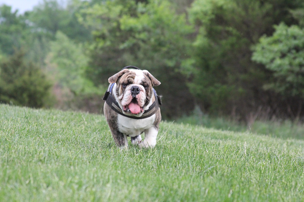 dog bulldog english bulldog free photo